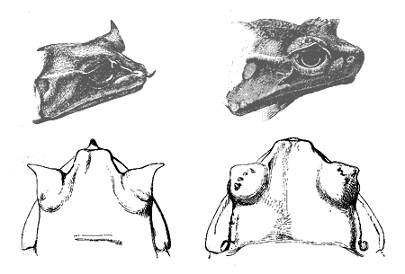 Fig. 32. Megalophrys montana. The two left-hand figures, the male; the two right-hand figures, the female.