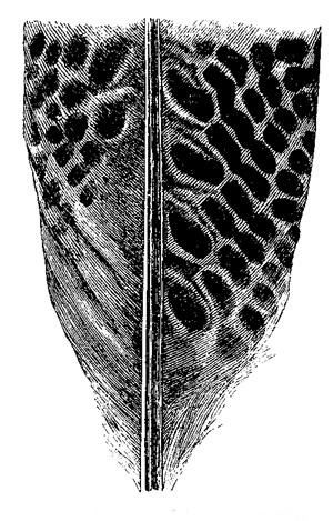 Fig. 57. Basal part of the Secondary wing-feather, nearest to the body.