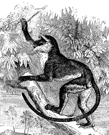 Fig. 76. Cercopithecus Diana (from Brehm).