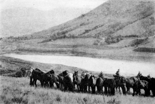 HERD OF WELSH MOUNTAIN PONIES GRAZING   Brecon, Wales