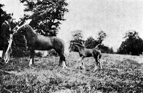 MARE AND FOAL   At Llandilo