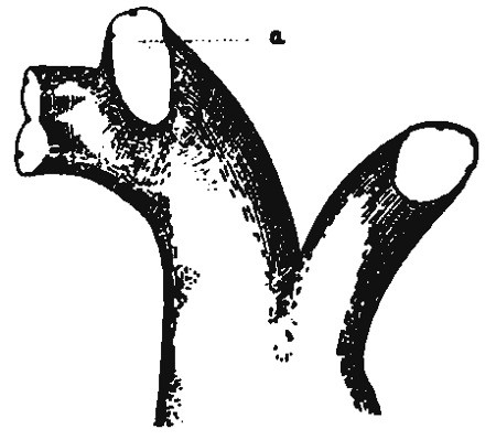 Fig. 2.—Cione intestinalis, in which eye-specks resembling those surrounding the mouth have appeared in the neighbourhood of an artificial opening (a).