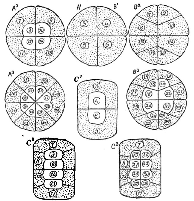 Fig. 3.—Diagrams of the Eggs of Frogs, which show how alteration of the cleavage process changes the mode in which the nuclear material is distributed. The nuclei indicated by the same numbers have the same descent in all the diagrams. All the eggs are viewed from the animal pole. A. Normally developing eggs. B. Eggs developing under compression by horizontal plates. C. Eggs developing under compression by vertical plates.