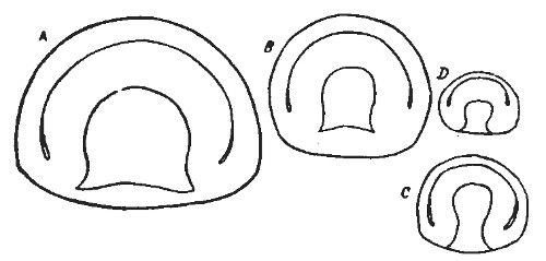 Fig. 4.—Normal and Fractional Gastrulæ Amphioxus.  (After Wilson.)  A Gastrula from a whole egg; B, C and D, gastrulæ from single cells artificially separated, (B) from the two-celled stage, (C) from the four-celled, and (D) from the eight-celled stages of normal development.