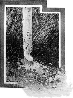 Who Hath Seen the Beaver Busied? Photo by Biological Survey