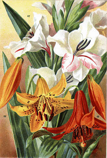 GLADIOLUS OPPOSITIFLORUS (87) LILIUM CANADENSE, VARS. (88-89)