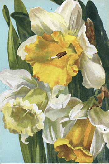 DAFFODILS  ELLEN WILLMOTT, 17. MDME. DE GRAAFF, 18. HORSFIELDI)DAFFODILS  ELLEN WILLMOTT, 17. MDME. DE GRAAFF, 18. HORSFIELDI)