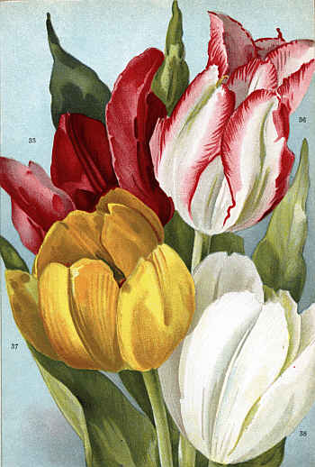 TULIPS (35-38)