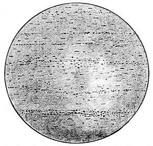 Fig. 41.  A slice of volcanic glass showing the lines of crystallites and microliths which are the beginnings of crystals.