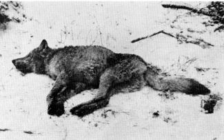 Figure 9.—After release, the wolf lay still for 1½ hours before jumping up and running off. (Photo courtesy of L. D. Mech.)