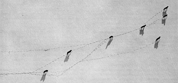 Figure 15.—The wolves studied soon became accustomed to the aircraft and could then be observed during their natural activity. (Photo courtesy of L. D. Mech.)