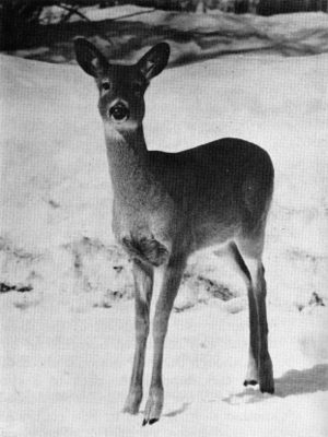 Figure 29.—The main prey of wolves in northern Minnesota is the white-tailed deer. (Photo courtesy of L. D. Mech.)