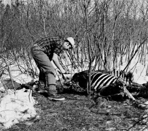 Figure 31.—Only a few wolf-killed moose were located during the study. (Photo courtesy of Laurence Pringle.)