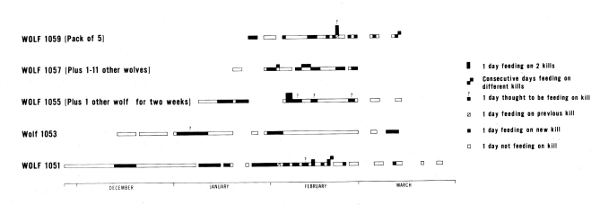 Figure 32.—Periods spent by radiotagged wolves and their associates feeding on kills judged to be their own. This does not include periods when they were known to be feeding on carrion.