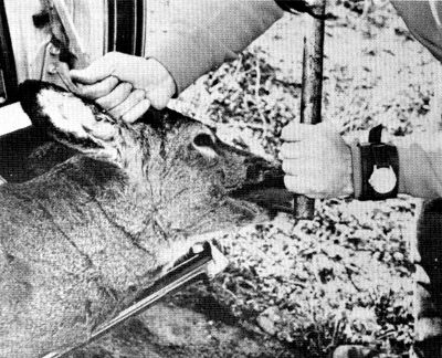 Figure 6.—All hunter-killed deer examined were checked for age. (Photo courtesy of L. D. Frenzel.)