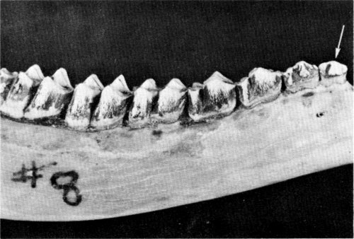 Figure 9.—A permanent first premolar (arrow) was discovered in M-8.