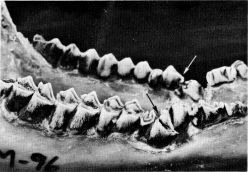 Figure 10.—An extra set of fourth premolars (arrows) occurred in specimens M-96.