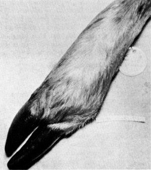 Figure 14.—Arthritis in right hind foot of specimen M-28. (Photo courtesy of University of Minnesota Veterinary Diagnostic Laboratory.)