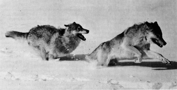 Figure 8.—Wolves run at a shallow angle, thus hindering them in deep snow. (Photo courtesy of D. H. Pimlott.)