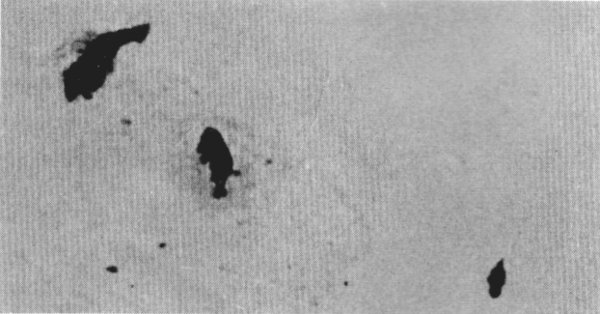 Figure 11.—On frozen lakes, wolves often seem to have the advantage over deer, such as in this case where the wolf (center) has just killed a deer and is trying to discourage a raven from joining him in the feed. (Photo courtesy of L. D. Frenzel.)