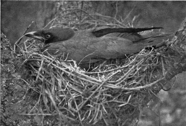 Crow on Nest