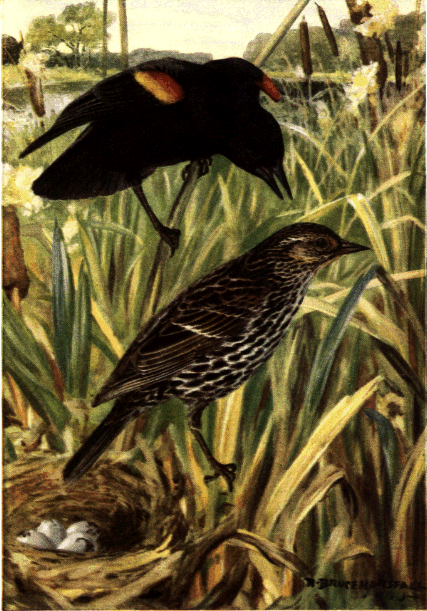 RED-WINGED BLACKBIRD