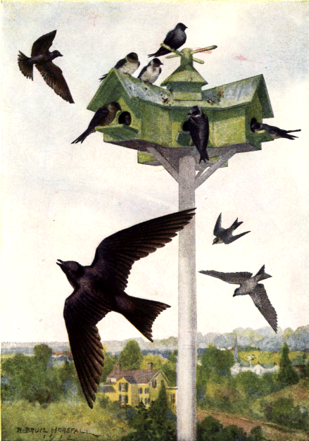 PURPLE MARTIN