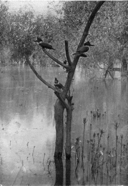 YOUNG KINGFISHERS