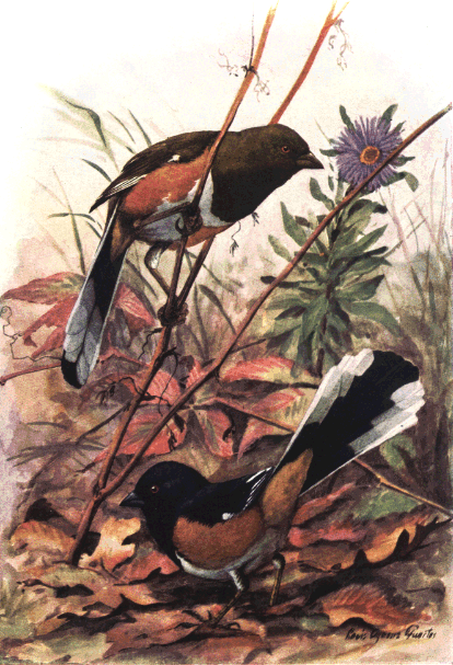 TOWHEE