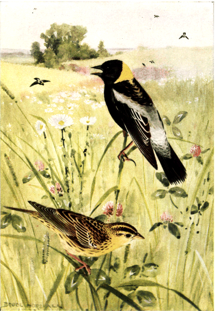 BOBOLINK