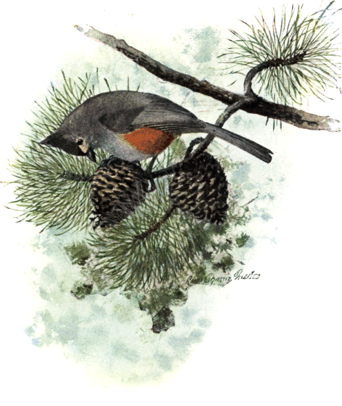 TUFTED TITMOUSE