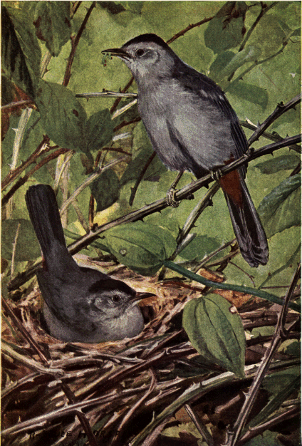 CATBIRD