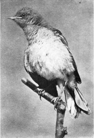 YOUNG MOCKING-BIRD