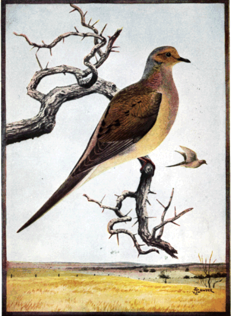 MOURNING DOVE