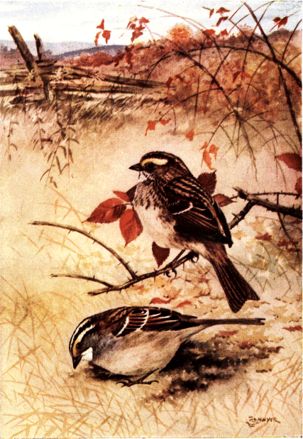 WHITE-THROATED SPARROW