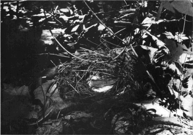 OVENBIRD IN NEST