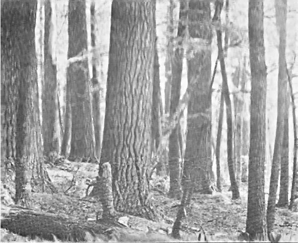 Fig. 2. Arbor-vitae swamp four miles southeast of Little Girl's Point. The ground is very moist. August 16, 1920.