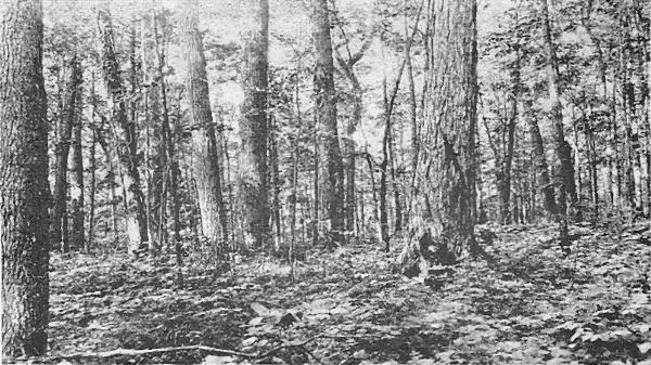 Fig. 1. Dry hardwood on a ridge four miles southeast of Little Girl's Point. Sugar maple, yellow birch, and linden are dominant. Undergrowth low. August 16, 1920.