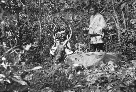 "THE MAHOUT WAS HOLDING UP THE HEAD."