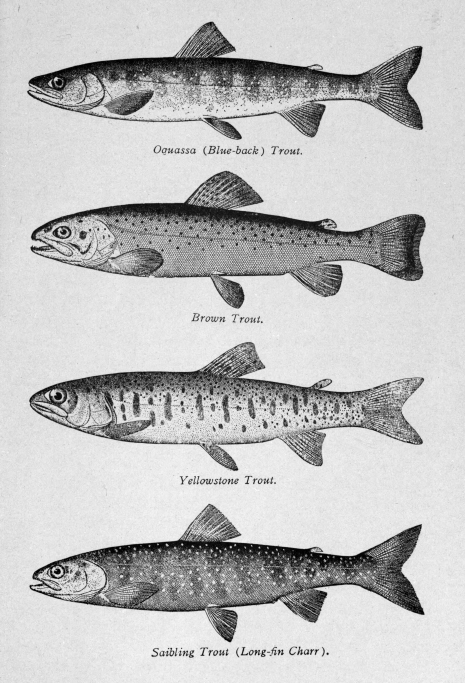 Tales and Tips for Fishing Salmon and Trout in the Rivers of Canada and  Nova Scotia eBook by Various - EPUB Book