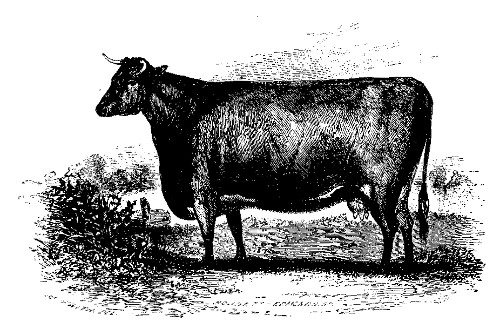 AZALIA.  The best Short-Horned Durham Cow over Three Years Old: Owned by Lewis G. Morris.