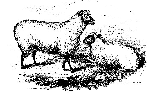 SOUTH DOWN SHEEP.  Best Middle-Wooled Ewe, over Two Years Old: Owned by Lewis G. Morris.