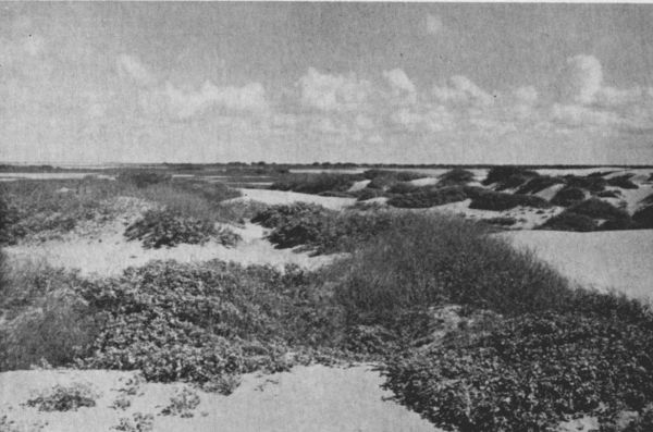 Fig. 1.—Croton and Fimbristylis on stabilized dunes; the Laguna Madre and surrounding alkaline flats and clay dunes are visible in the background. Habitat of Road-runner, Ord kangaroo rat, and keeled lizard.