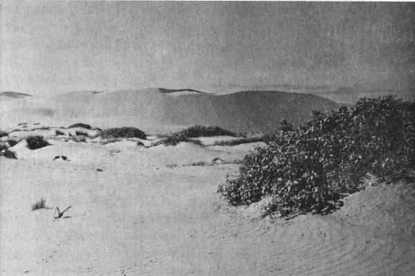 Fig. 2.—Active dune near Camp 1. Other active dunes can be seen in the background, in the right foreground is a clump of Croton, and in the left foreground is a small clump of Fimbristylis. Habitat of Road-runner, Ord kangaroo rat, and keeled lizard.