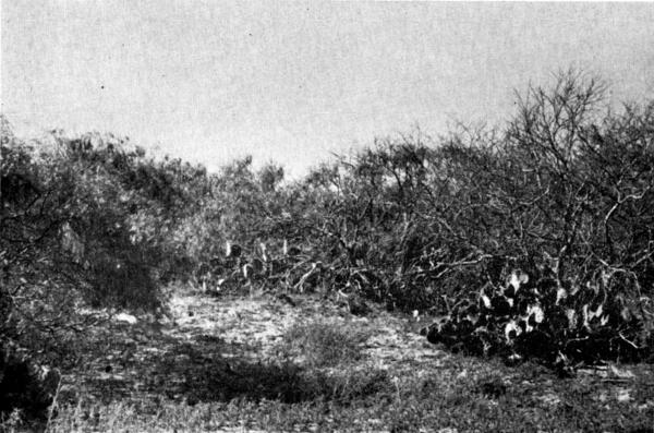 Fig. 1.—Mesquite-cactus formation on clay dune at margin of the Laguna Madre west of Camp 1. Habitat of Northern Mockingbird, Cardinal, Bob-white, black-tailed jackrabbit, and Great Plains woodrat.