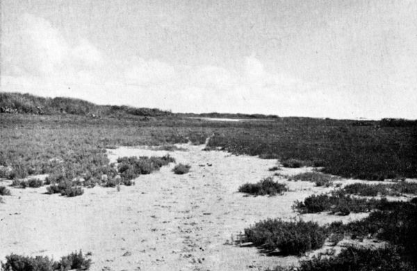 Fig. 2.—Batis-Monanthochloë formation on alkaline flats near the Laguna Madre, with mesquite bordering stabilized dunes in the left background. Salicornia, a classical dominant of salt marshes, is here relatively inconspicuous. Habitat of Nighthawk and Horned Lark.