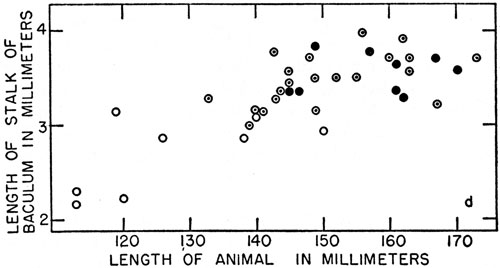 Graph. X-axis: Length of Animal in Millimeters. Y-axis: Length of Stalk of Baculum in Millimeters.