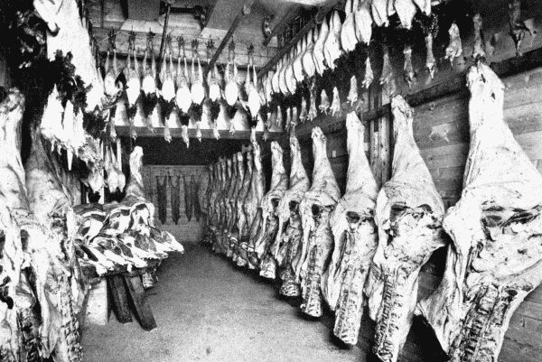 By permission of Messrs. J. and E. Hall, Ltd.   A Cold Store  Interior of a cold store, in which meat and poultry are kept good and fresh by the use of machine-made cold.—See p. 67