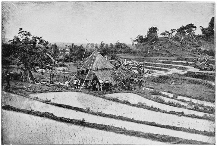 Paddy Field recently planted.