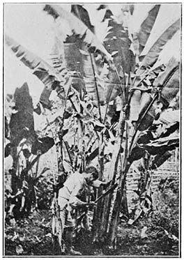 Cutting the Plant.